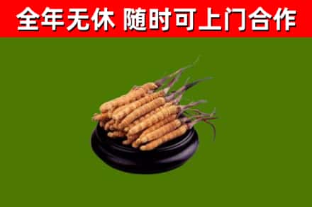 寒亭回收散虫草