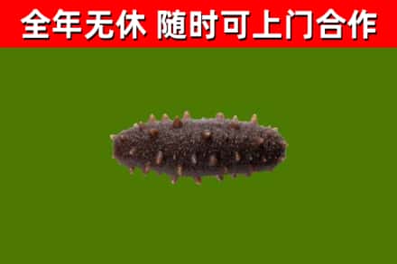 寒亭回收海参干